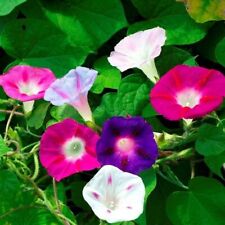 Morning glory mixed for sale  Minneapolis