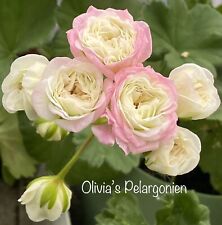 Pelargonie Geranie TA Marzipan for sale  Shipping to South Africa