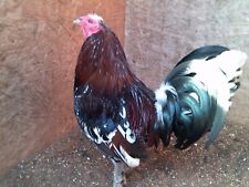 laying hens breeds for sale  Jennings
