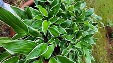 Used, HOSTA PATRIOT VARIEGATED SHADE PERENNIAL PLANT DIVISION  for sale  Shipping to South Africa