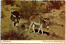 Postcard wild burro for sale  Stevens Point