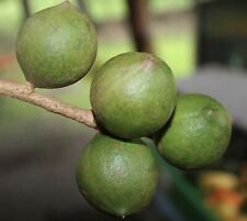 Used, Macadamia integrifolia- Noce di Macadamia**( 1pianta in A40-5x6,5x15) for sale  Shipping to South Africa