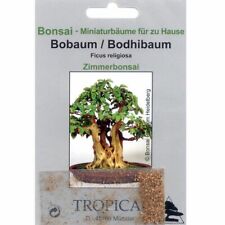 Usato, BONSAI - 200 semi di bobaum, bohdhibaum, Ficus religiosa, 90061 usato  Spedire a Italy