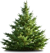 White pine tree for sale  Russell