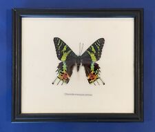 Madagascan sunset moth for sale  Shipping to Ireland