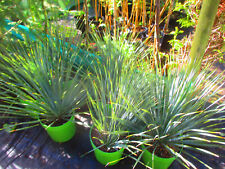 Hardy beaked yucca for sale  OXFORD