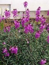 Pack erysimum bowles for sale  Shipping to Ireland