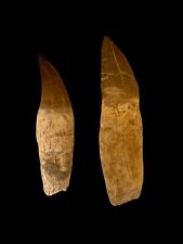 Used, Authentic Mosasaur teeth 12 cm -11cm Fossil APrehistoric Marvel from the Jurasic for sale  Shipping to South Africa