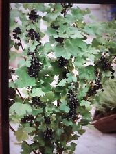 Blackcurrant fruit bushes for sale  GOOLE