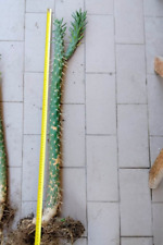 Opuntia subulata 85cm usato  San Giorgio A Cremano