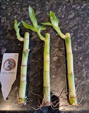 Lucky bamboo stems for sale  UK