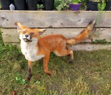 Taxidermy fox vulpes for sale  HUNTINGDON
