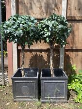 pair bay trees for sale  MAIDSTONE