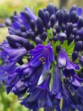 Agapanthus midnight sky for sale  Shipping to Ireland