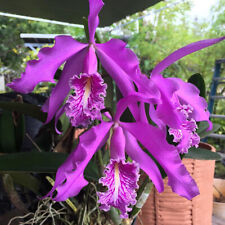 Orchid orquídea Cattleya maxima 'Chadwick's Dark ' (young plants) (34 RP) segunda mano  Embacar hacia Spain