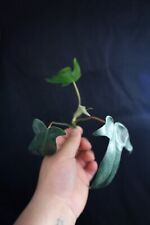 Philodendron florida ghost d'occasion  Reims