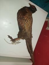 Taxidermy bird cock for sale  EVESHAM