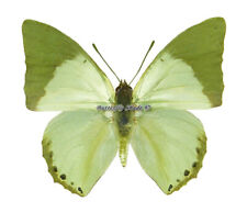 Używany, Unmounted Butterfly/Nymphalidae - Charaxes eupale latimargo, male, A- na sprzedaż  PL