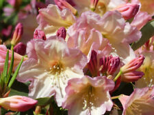 Rododendro fortunei ibrido usato  Spedire a Italy