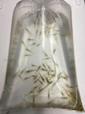 River shrimp bulk for sale  BRADFORD