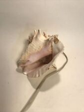Real conch shell for sale  Charlemont