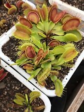 Venus flytrap kronos for sale  Chesapeake
