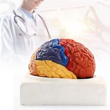 Human brain model for sale  Shipping to Ireland