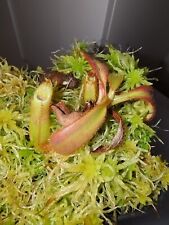 Pianta carnivora nepenthes usato  Pomezia