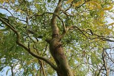 Salix erythroflexuosa red for sale  COLCHESTER