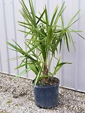 Needle palm tree for sale  Ashtabula