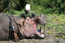 Safari chasse hippopotame d'occasion  Mezzavia