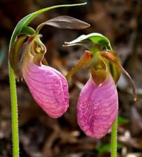 Gallon lady slipper for sale  Goshen