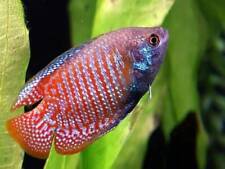 Dwarf gourami tropical for sale  BIRMINGHAM