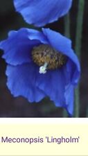 Meconopsis lindholm blue for sale  NEWRY