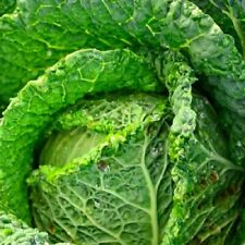 Savoy perfection cabbage for sale  Minneapolis