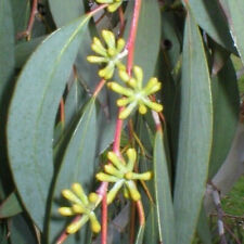 Eucalyptus parvifolia gommier d'occasion  Pouzauges