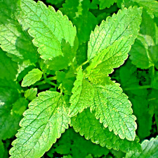 1000 lemon balm for sale  Greenville