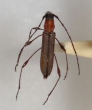 Cerambycidae rhopalophora long for sale  Depauw