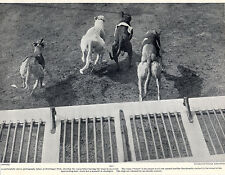 Greyhound racing harringay for sale  COLEFORD