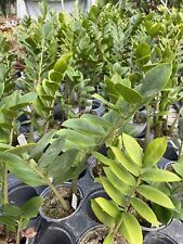 Plant houseplant large for sale  Bartlett