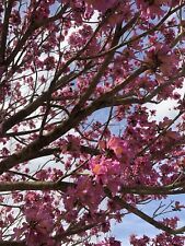 Pink trumpet tree for sale  Oviedo