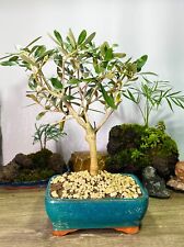 bonsai pino pentaphilla usato  Saltrio