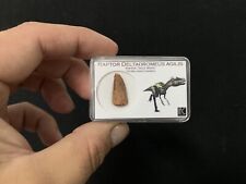 Dinosaur fossil tooth d'occasion  Aiglun