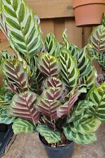 Calathea makoyana large for sale  Saint Petersburg