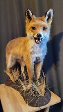 Stunning juvenile taxidermy for sale  COVENTRY