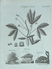 Used, 1783 ORIGINAL PRINT BOTANY JATROPHA MANIHOT YUCA ~ HYSTRIX CRISTATA  for sale  Shipping to South Africa