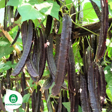 Purple winged beans for sale  Shipping to Ireland