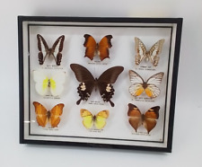 Vintage butterfly collection for sale  LYMINGTON