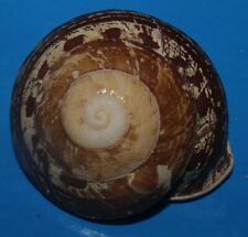 Used, Tonyshells Landsnail Calocochlia schadenbergi VERY RARE 52mm F+++ Ultra Special for sale  Shipping to South Africa