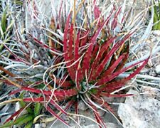 Hechtia Texensis Scariosa * Rare Bromeliad * False Agave * Red Hot Leaf * Seeds for sale  Shipping to South Africa